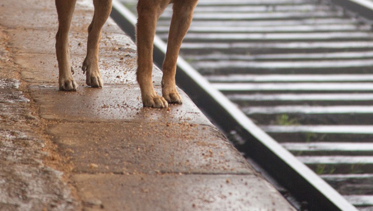 stray dog, Sri Lanka, Nanu-Oya Train Station