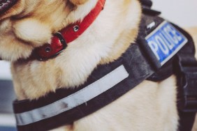Labrador police sniffer dog in police harness with tongue out - UK