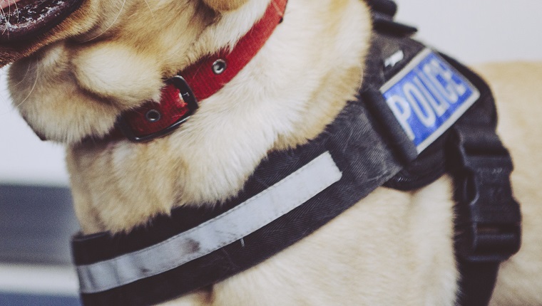 Labrador police sniffer dog in police harness with tongue out - UK