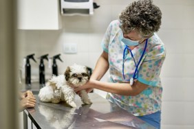 View through doorway of mature female veterinarian wearing scrubs, protective face mask, and stethoscope around her neck examining young dog.