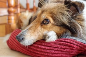 Close up portrait of Shetland sheepdog lying in its cozy cushion at home, shining eyes, old dog.