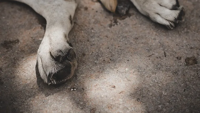 Save A Dog: Cyclists Find Elderly, Blind Dog On Trail & Carry Her To A ...