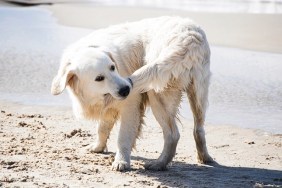 Dog biting his tail on a summer Baltic seashore.