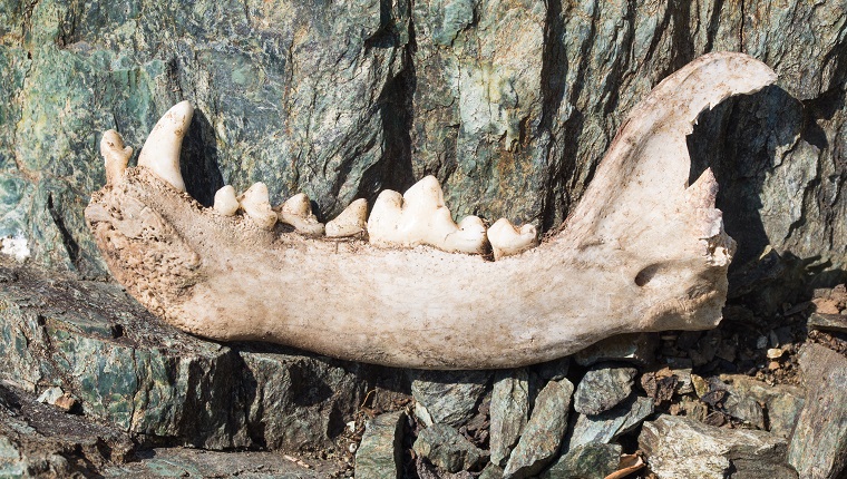Dog's  lower jaw  bone  with some teeth incisor, canine, premolar and molar on rocks