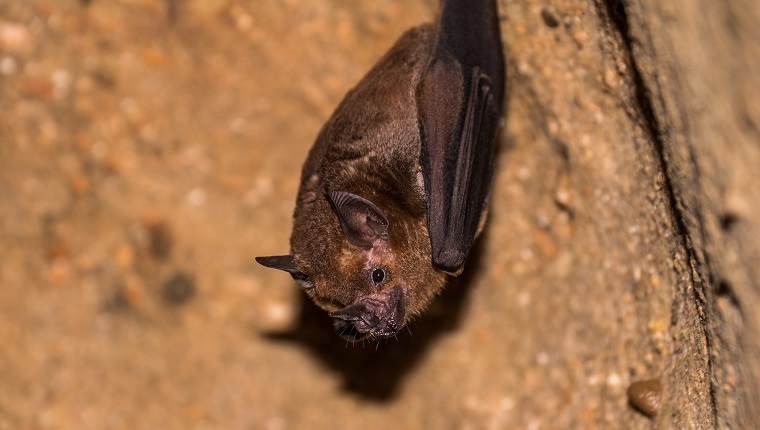 Cute bat hanging from the ceiling of a dark cave