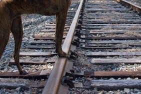 Dog Looking Down Railroad Tracks