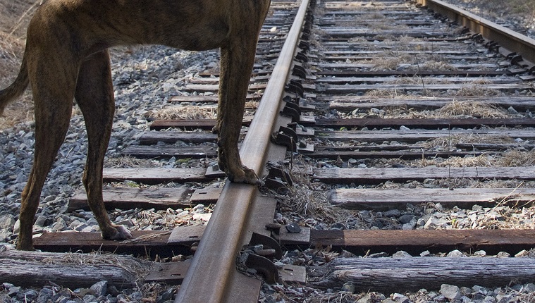 Dog Looking Down Railroad Tracks
