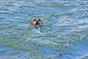 happy jack russell terrier swims in the water in the middle in the spray