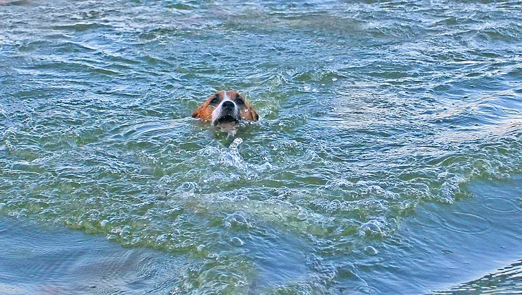 happy jack russell terrier swims in the water in the middle in the spray