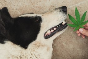 Police dog resting after drug search training. Cannabis leaf in front of a dog's nose