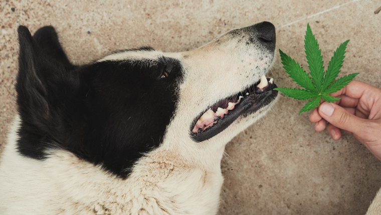 Police dog resting after drug search training. Cannabis leaf in front of a dog's nose