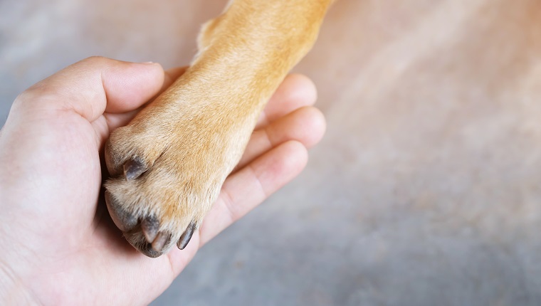 Cropped Hand Holding Dog Paw