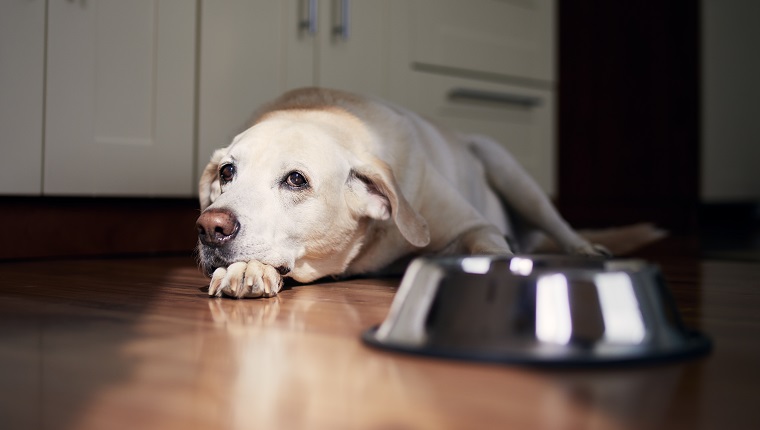 Dog with sad eyes waiting for feeding. Old labrador retriever lying near empty bowl in home kitchen. "n