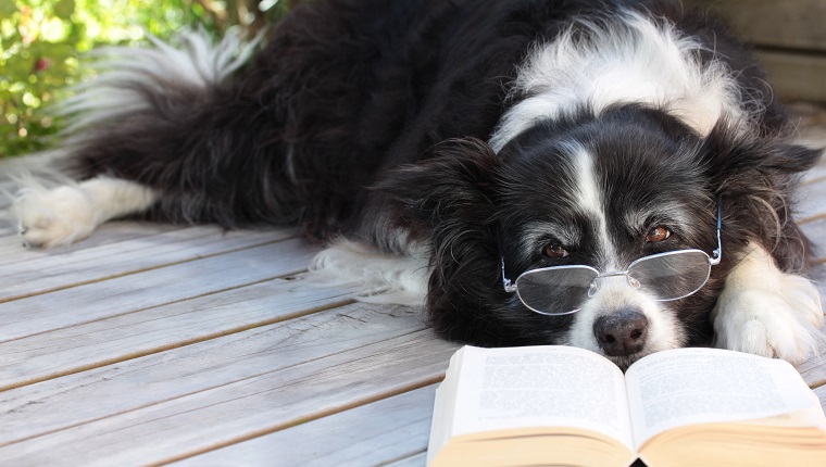 Elderly border collie dog relaxing on the deck with spectacles on and a book