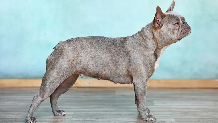 Lilac brindle French Bulldog dog standing in front of wall