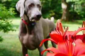 Close-Up Of Red Lily Flowers Against Weimaraner In Park