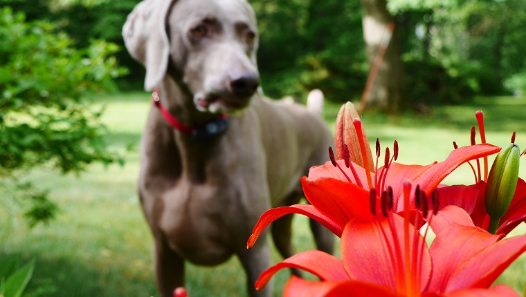 Close-Up Of Red Lily Flowers Against Weimaraner In Park