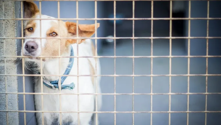 People In The UK Surrendering Their COVID Lockdown Dogs To Shelters As ...