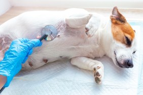 A vet doctor examines a dog Jack Russell Terrier lying under anesthesia on a disposable diaper, listening to his breath or heart with a stethoscope. Veterinary post-operative care for pets.
