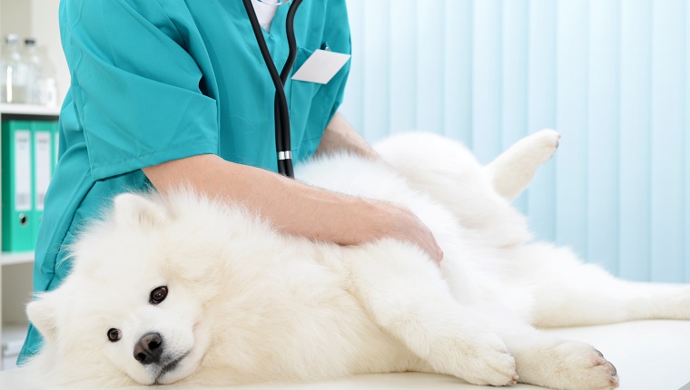 Metritis In Dogs: Symptoms, Causes, & Treatments - DogTime