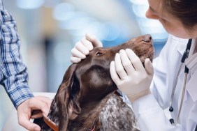Doctor examines the dog's eyes on blurred background.