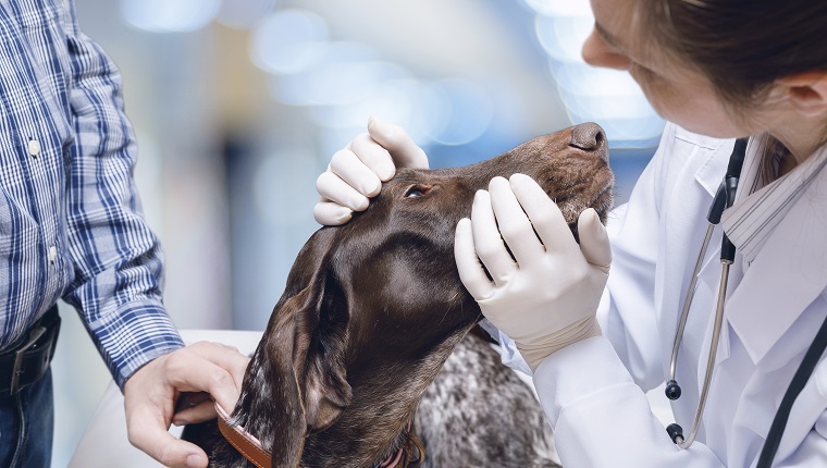Doctor examines the dog's eyes on blurred background.