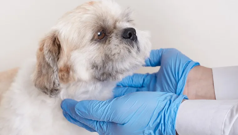 Veterinary wearing latex gloves examining dog, pekingese in veterinary clinic, faceless vet with patient isolated over white background, sick dog looks at doctor.