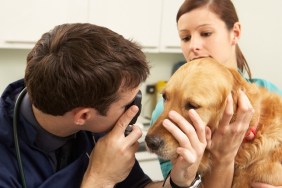 Male Veterinary Surgeon Examining Dog In Surgery With Assistant Holding Dog