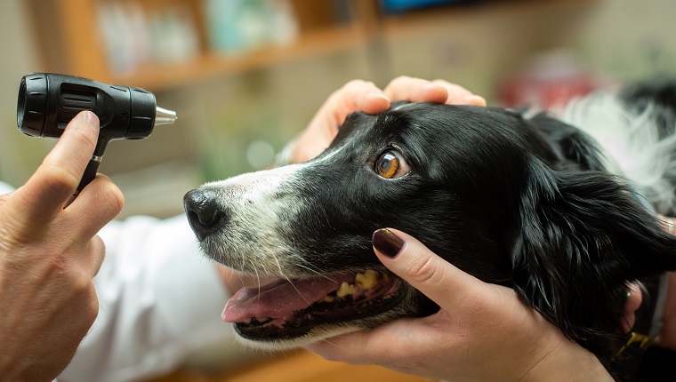 A Border Collie gets an eye exam with an otoscope at a veterinary office by a vet.