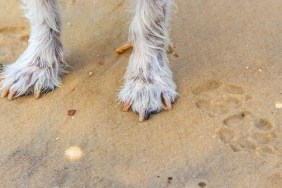 Little dogs paws in the sand