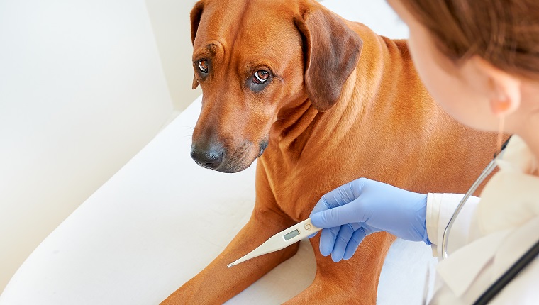 Close up view of Rhodesian ridgeback dog in veterinary clinic with vet looking at thermometer