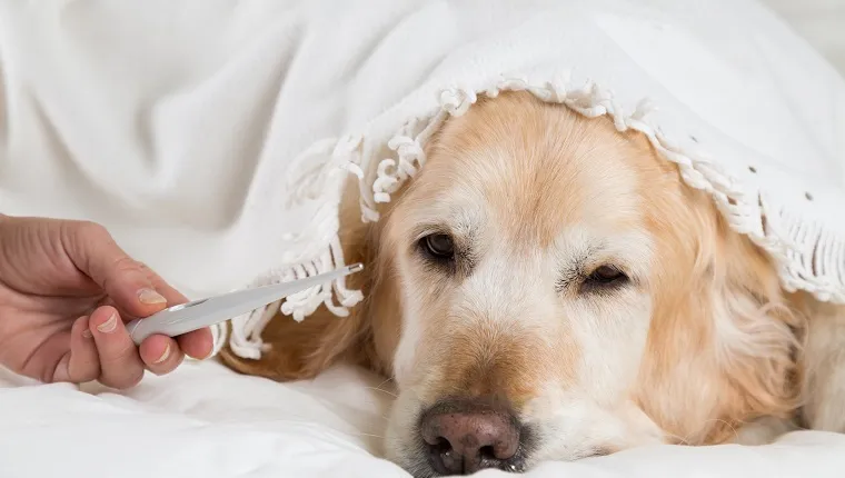 Golden Retriever Dog cold convalescing in bed