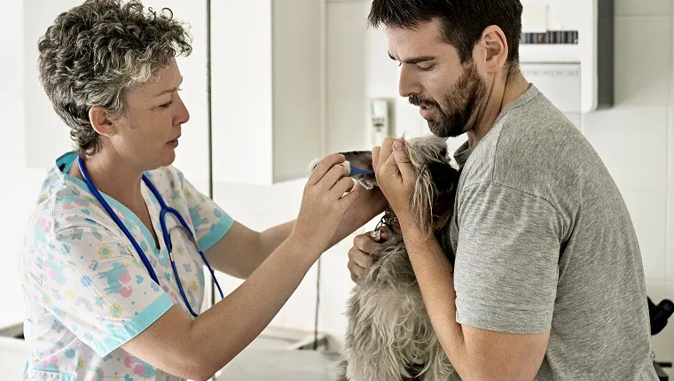 Partial view of early 30s male owner holding his schnauzer while doctor in scrubs uses aural technique to take its temperature with digital thermometer.