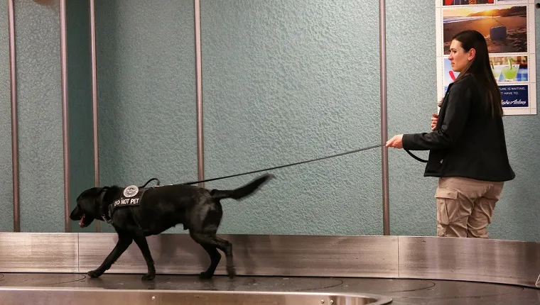 TSA agent Jessica Gonzalez handles Freeman, a K-9 explosive sniffing dog, at Sea-Tac Airport during a state-wide, multi-agency law enforcement training, Tuesday, May 9, 2017. Hosted by the Port of Seattle and King County Sheriff's Office, 120 canine teams trained, including those from Portland and Spokane, throughout Washington. (Genna Martin, seattlepi.com) 