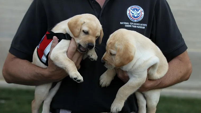 ARLINGTON, VA - JUNE 28: Transportation Security Administration (TSA) Puppy Program Manager Scott Thomas holds puppies Hoey (L) and Hatton as he talks to members of the press during a media day at the Pentagon June 28, 2011 in Arlington, Virginia. The puppy program breeds and prepares puppies to be future explosives detection dogs at airports and mass transit systems nationwide. Each puppy is named in honor of a victim of 9/11 or after a military member who gave their life during the war on terror. This year is the 10th anniversary of the September 11 terrorist attacks, in which 184 people were killed at the Pentagon. 