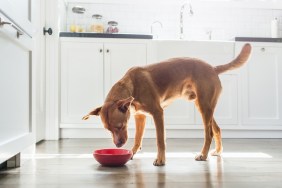Side view of tan coloured dog standing in kitchen eating from red bowl