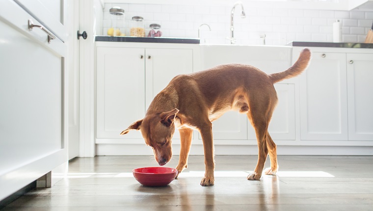 Side view of tan coloured dog standing in kitchen eating from red bowl