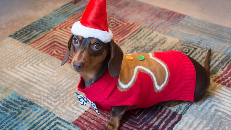 Sausage dog wearing a gingerbread man sweater and Santa hat