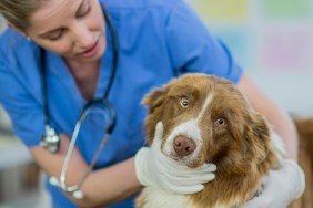 A Caucasian female veterinarian is indoors at a clinic. She is wearing medical clothing. She is looking after a cute border collie dog lying on a table. She is checking the dog's throat while the dog looks at the camera.