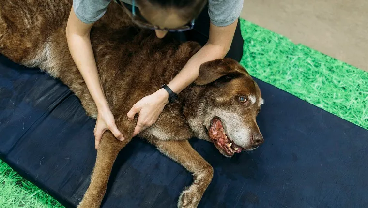 old labrador retriever dog reciving a massage in a physiotherapist dogs center