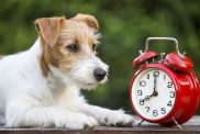 Cute pet dog with a red retro alarm clock as Daylight Saving Time ends.