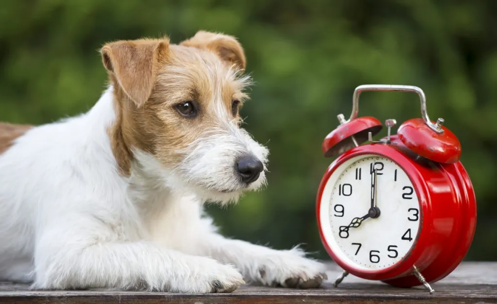 Daylight savings, manage time, cute pet dog puppy with a red retro alarm clock