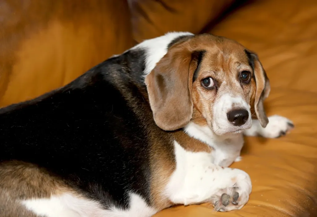 overweight beagle dog with diabetes mellitus