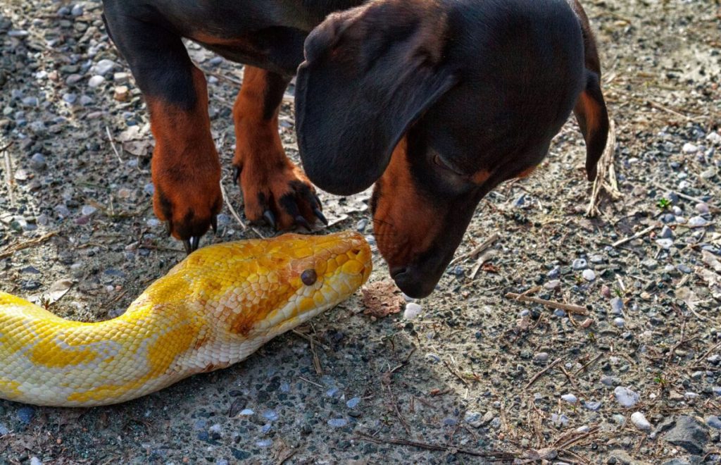 dachshund sniffing yellow snake on the pavement