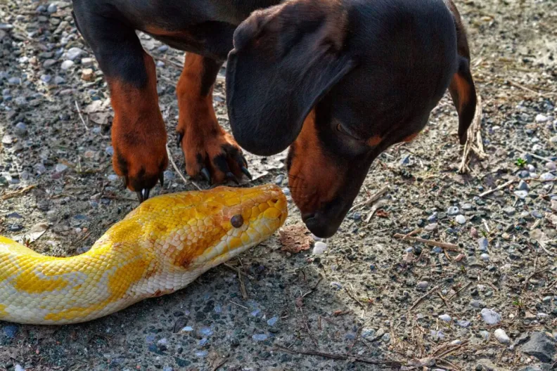 dachshund sniffing yellow snake on the pavement