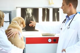 Rear view of mid 30's male and female vet doctors examining X ray of a limb ( broken dog paw).The man is pointing at certaing thing of this dog's paw while female colleague is holding furry patient.Both wearing white labcoats.