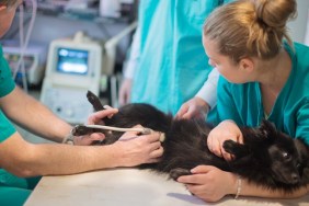 Vet doing ultrasound on dog in veterinary surgery