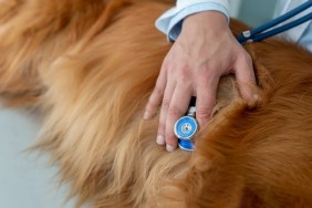 Close-up on a vet doing a medical exam on a dog listening to his heart with a stethoscope