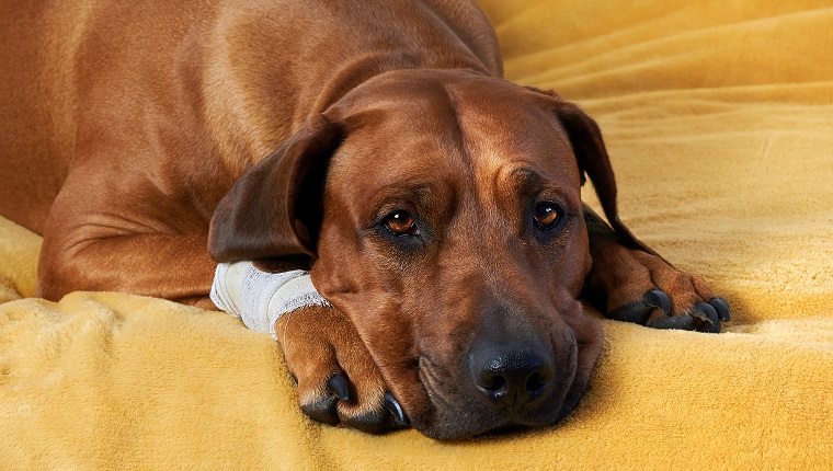 Bleeding Under The Skin In Dogs: Symptoms, Causes, & Treatments - DogTime