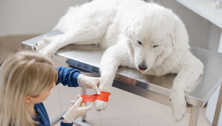 Female veterinarian binding paw of big white dog patient with red elastic bandage. Pet care and treatment. First-aid in vet clinic.